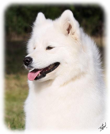 Samoyed 9Y602D-127.JPG